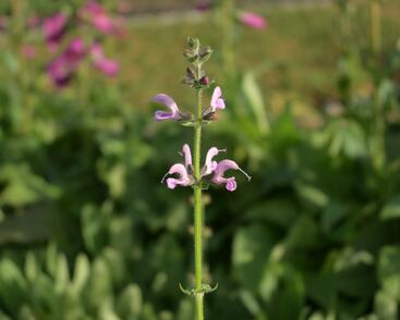 Šalvěj luční 'Eveline'