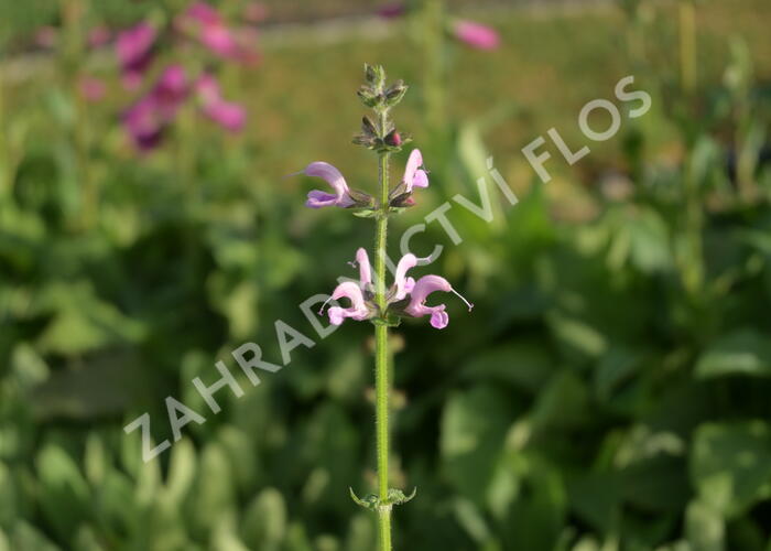 Šalvěj luční 'Eveline' - Salvia pratensis 'Eveline'