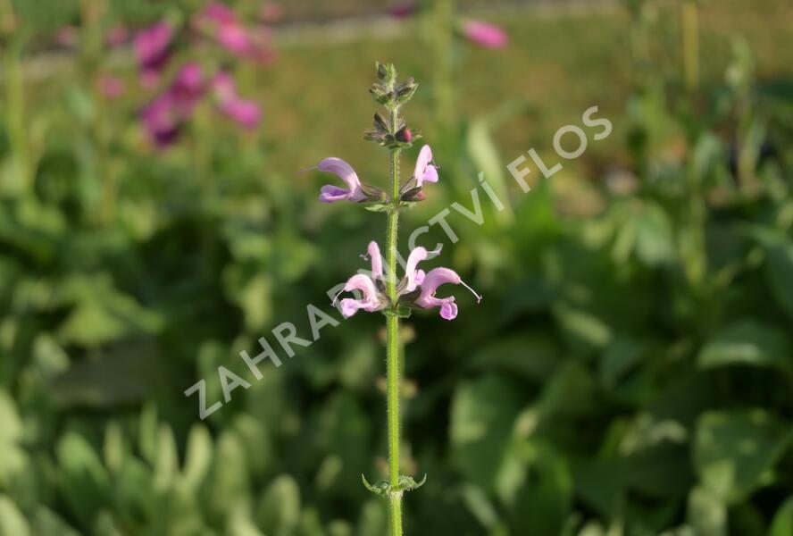 Šalvěj luční 'Eveline' - Salvia pratensis 'Eveline'