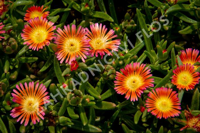 Kosmatec 'Wheels of Wonder Salmony Pink'' - Delosperma hybrida 'Wheels of Wonder Salmony Pink'