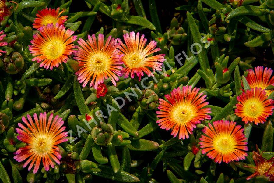 Kosmatec 'Wheels of Wonder Salmony Pink'' - Delosperma hybrida 'Wheels of Wonder Salmony Pink'