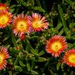 Kosmatec 'Wheels of Wonder Salmony Pink'' - Delosperma hybrida 'Wheels of Wonder Salmony Pink'