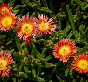 Kosmatec 'Wheels of Wonder Salmony Pink'' - Delosperma hybrida 'Wheels of Wonder Salmony Pink'