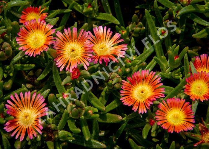 Kosmatec 'Wheels of Wonder Salmony Pink'' - Delosperma hybrida 'Wheels of Wonder Salmony Pink'