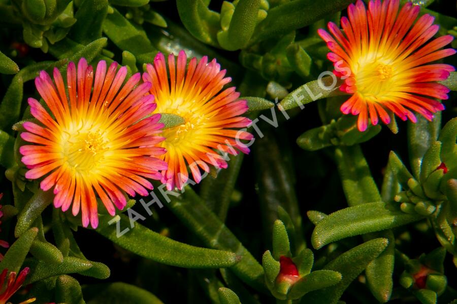 Kosmatec 'Wheels of Wonder Salmony Pink'' - Delosperma hybrida 'Wheels of Wonder Salmony Pink'