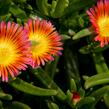 Kosmatec 'Wheels of Wonder Salmony Pink'' - Delosperma hybrida 'Wheels of Wonder Salmony Pink'