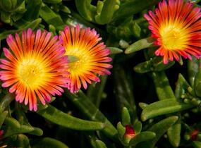 Kosmatec 'Wheels of Wonder Salmony Pink'' - Delosperma hybrida 'Wheels of Wonder Salmony Pink'