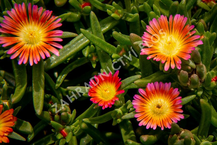 Kosmatec 'Wheels of Wonder Salmony Pink'' - Delosperma hybrida 'Wheels of Wonder Salmony Pink'