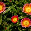 Kosmatec 'Wheels of Wonder Salmony Pink'' - Delosperma hybrida 'Wheels of Wonder Salmony Pink'