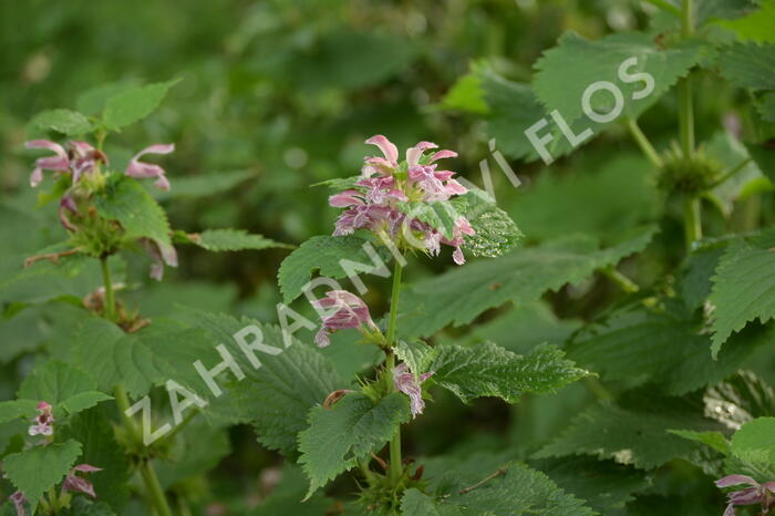 Hluchavka šalvějová - Lamium orvala