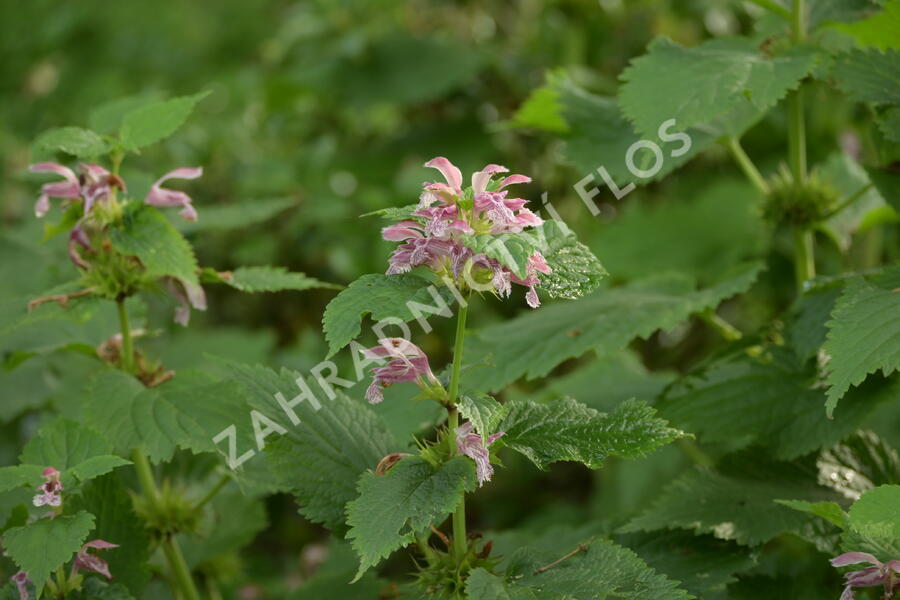 Hluchavka šalvějová - Lamium orvala