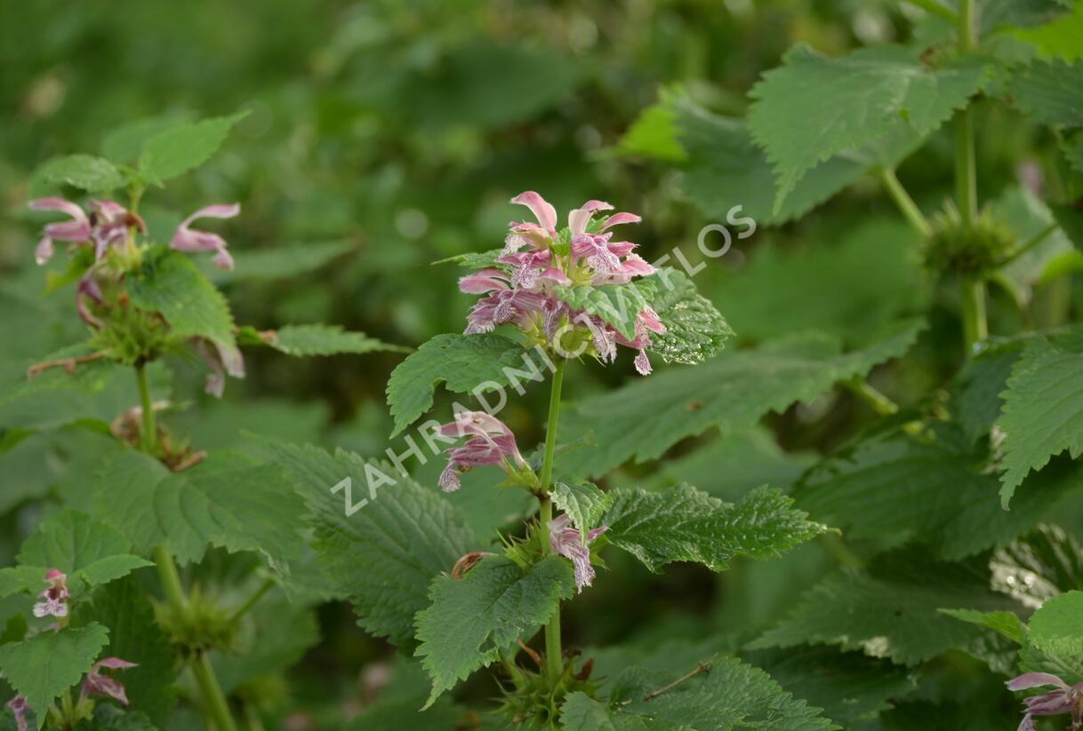 Hluchavka šalvějová - Lamium orvala