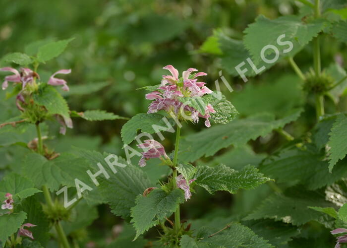 Hluchavka šalvějová - Lamium orvala