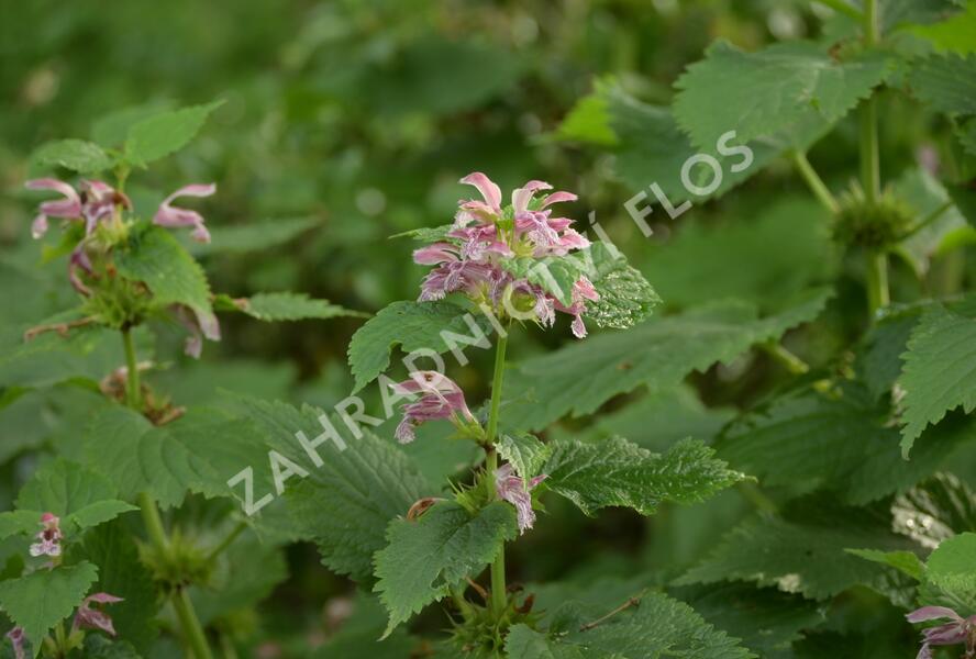 Hluchavka šalvějová - Lamium orvala