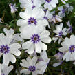 Plamenka 'Bavaria' - Phlox subulata 'Bavaria'