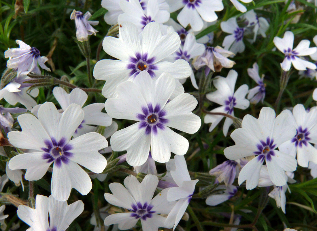 Plamenka šídlovitá 'Bavaria' - Phlox subulata 'Bavaria'