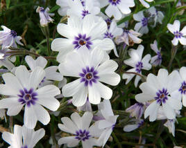 Plamenka šídlovitá 'Bavaria'
