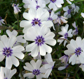 Plamenka 'Bavaria' - Phlox subulata 'Bavaria'