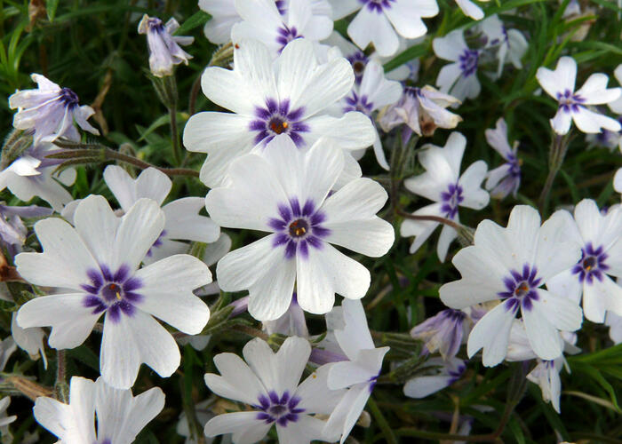 Plamenka 'Bavaria' - Phlox subulata 'Bavaria'