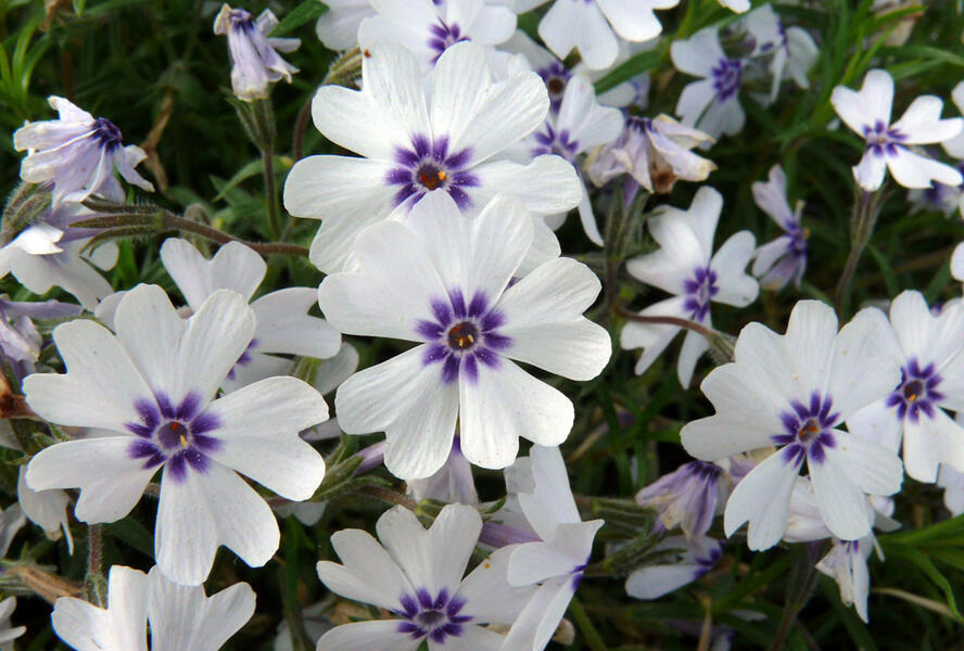 Plamenka šídlovitá 'Bavaria' - Phlox subulata 'Bavaria'