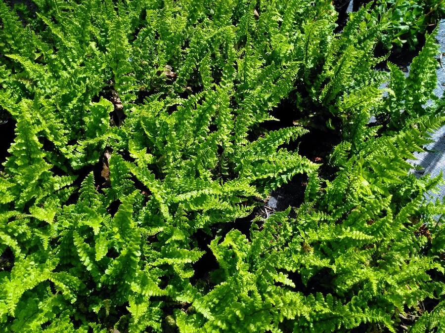 Kapraď rezavá 'Pinderi' - Dryopteris affinis 'Pinderi'