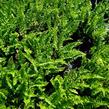 Kapraď rezavá 'Pinderi' - Dryopteris affinis 'Pinderi'