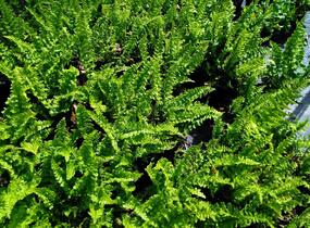 Kapraď rezavá 'Pinderi' - Dryopteris affinis 'Pinderi'