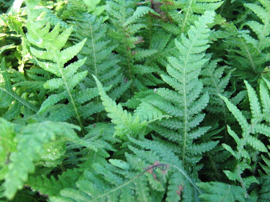 Kapradiník bukový - Thelypteris decursive-pinnata