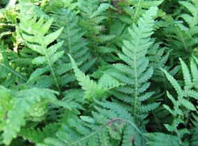 Kapradiník bukový - Thelypteris decursive-pinnata