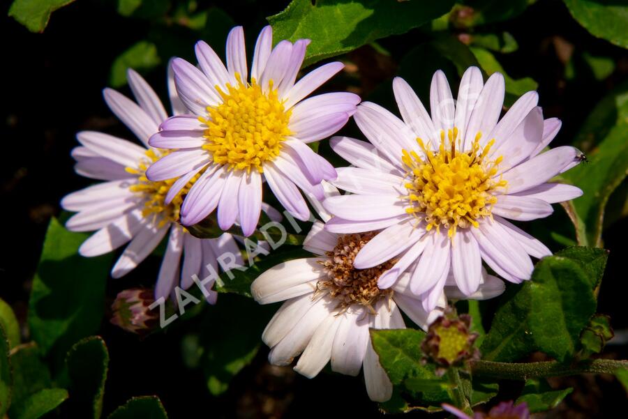 Hvězdnice 'Stardust' - Aster ageratoides 'Stardust'