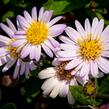 Hvězdnice 'Stardust' - Aster ageratoides 'Stardust'