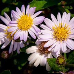 Hvězdnice 'Stardust' - Aster ageratoides 'Stardust'