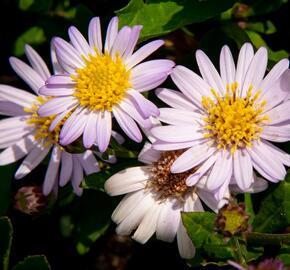 Hvězdnice 'Stardust' - Aster ageratoides 'Stardust'