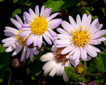 Hvězdnice křovitá 'Stardust'
