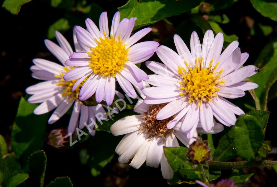 Hvězdnice křovitá 'Stardust' - Aster ageratoides 'Stardust'