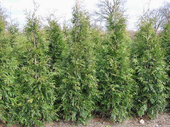 t-je-obrovsk-zerav-asnat-martin-p-edp-stovan-iv-plot-thuja