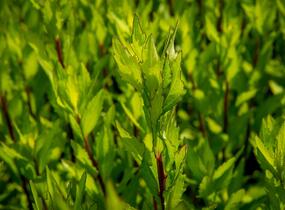 Hvězdnice křovitá 'Ezo Murasaki' - Aster ageratoides 'Ezo Murasaki'