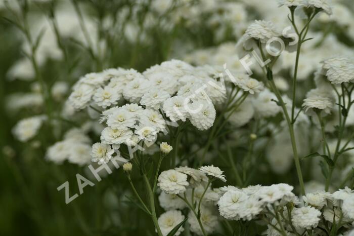 Řebříček bertrám 'Perry's White' - Achillea ptarmica 'Perry's White'