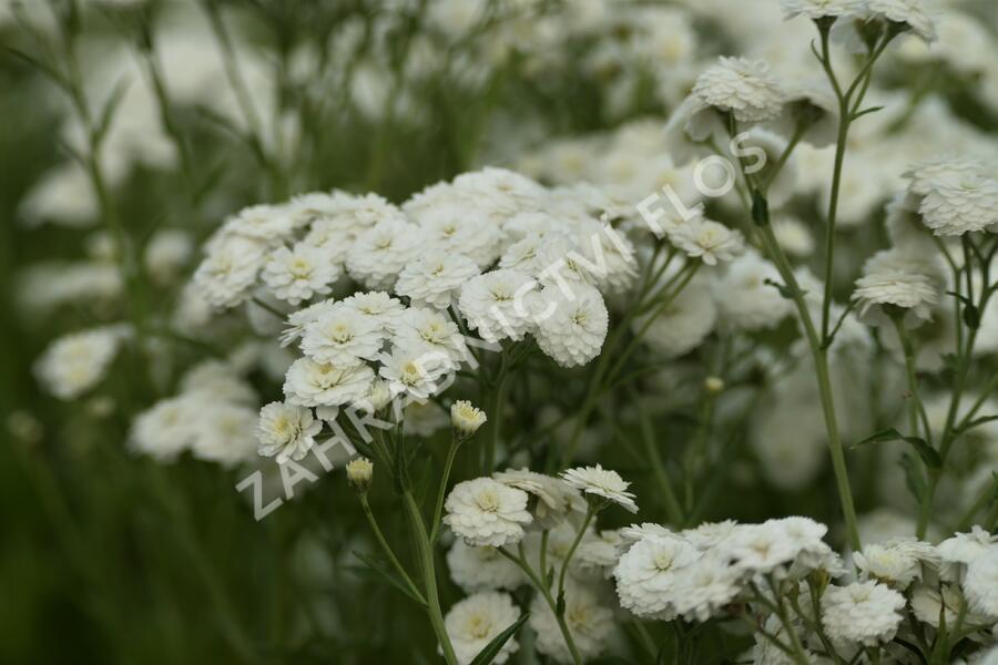 Řebříček bertrám 'Perry's White' - Achillea ptarmica 'Perry's White'