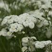 Řebříček bertrám 'Perry's White' - Achillea ptarmica 'Perry's White'