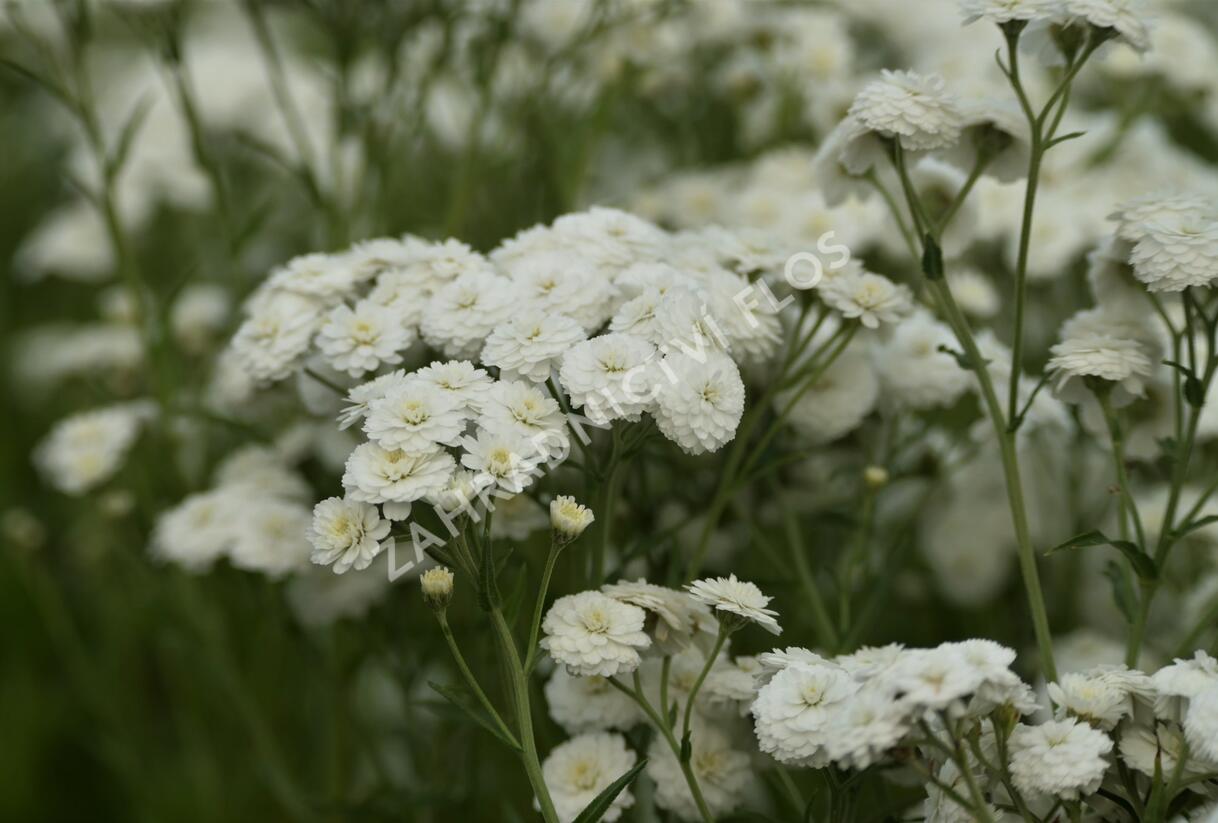 Řebříček bertrám 'Perry's White' - Achillea ptarmica 'Perry's White'