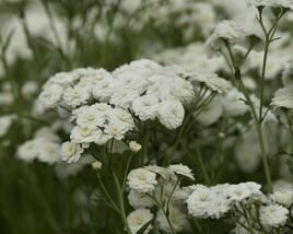 Řebříček bertrám 'Perry's White'