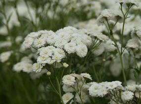 Řebříček bertrám 'Perry's White' - Achillea ptarmica 'Perry's White'