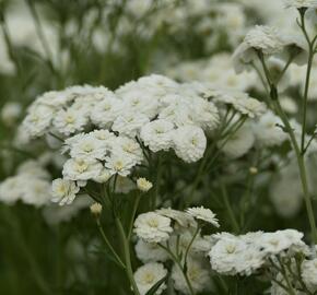 Řebříček bertrám 'Perry's White' - Achillea ptarmica 'Perry's White'