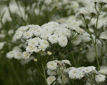 Řebříček bertrám 'Perry's White'