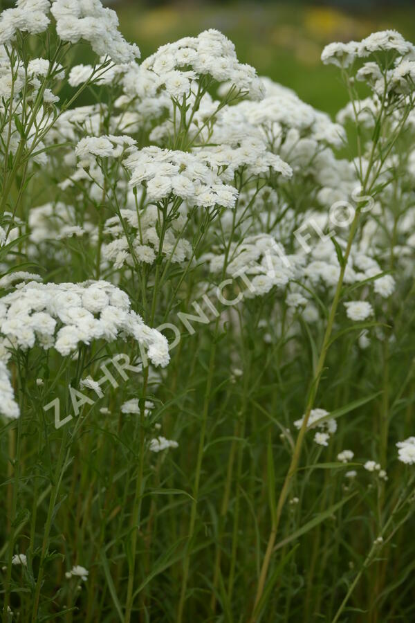 Řebříček bertrám 'Perry's White' - Achillea ptarmica 'Perry's White'