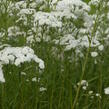 Řebříček bertrám 'Perry's White' - Achillea ptarmica 'Perry's White'