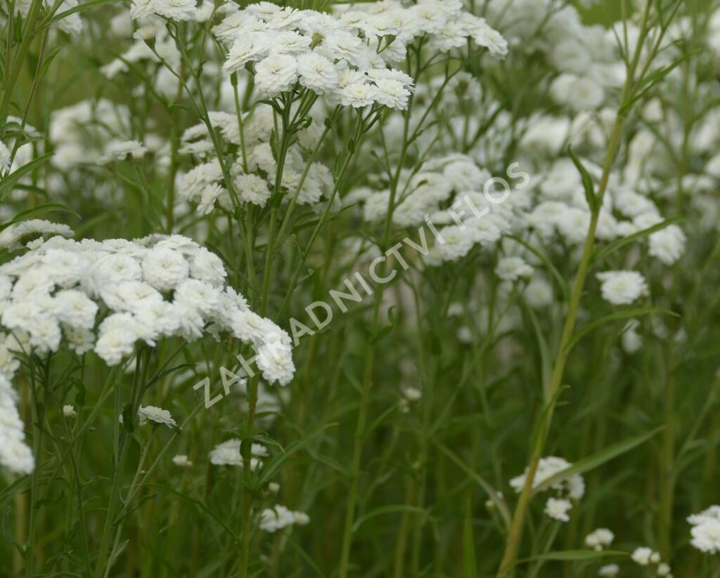 Řebříček bertrám 'Perry's White' - Achillea ptarmica 'Perry's White'