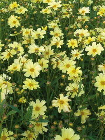 Krásnoočko 'Full Moon' - Coreopsis 'Full Moon'