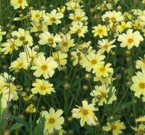 Krásnoočko 'Full Moon' - Coreopsis 'Full Moon'